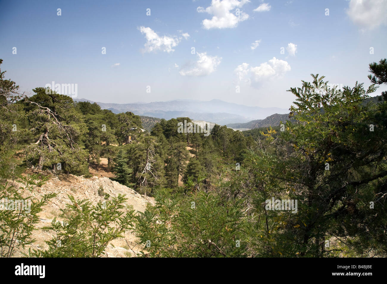 Troodos National Forest Park Located at the centre of the island about an hours drive from Limassol Stock Photo