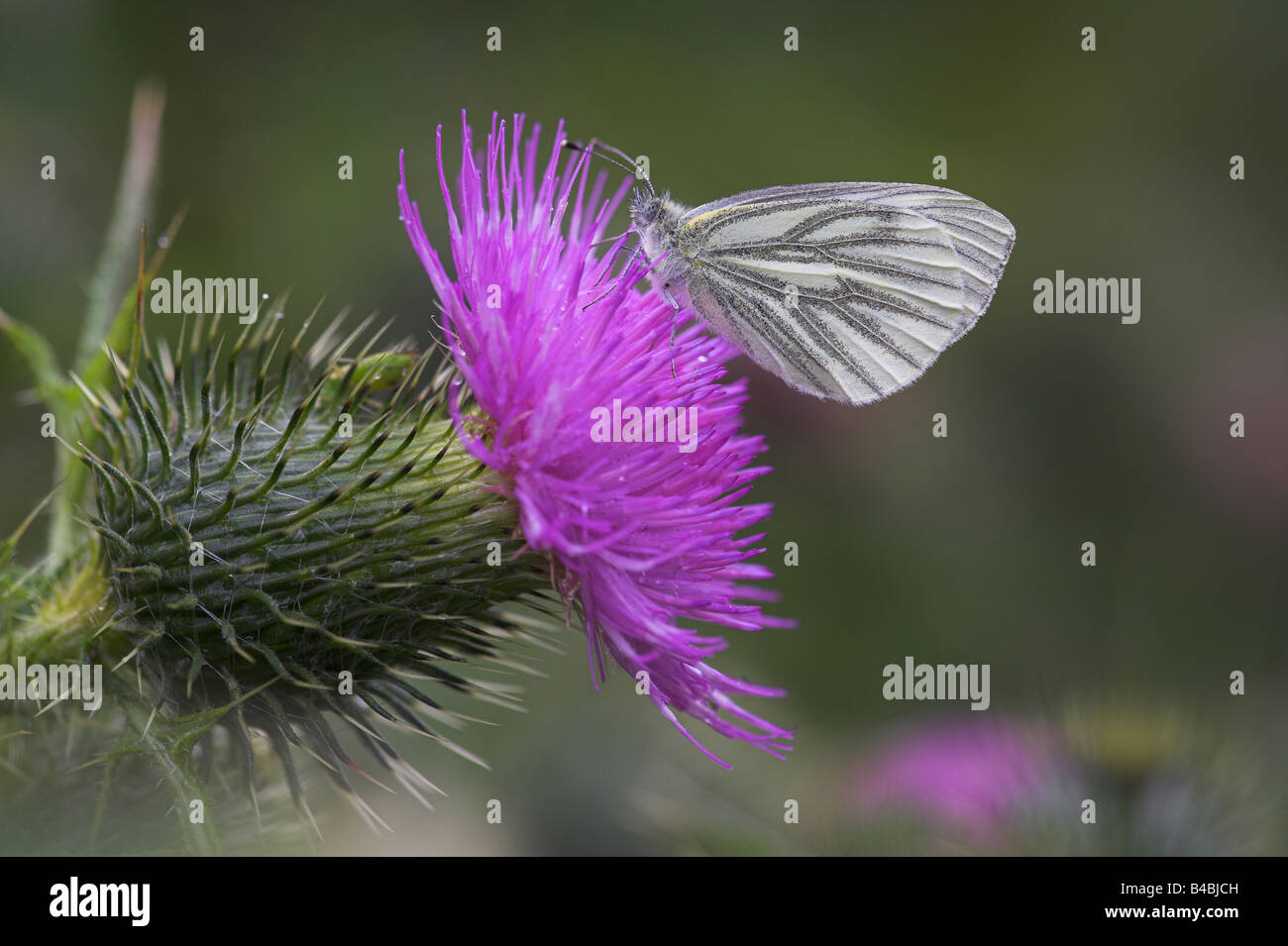 Green-veined White Pieris napi perched with wings closed on thistle at Meathop Moss, Cumbria in July. Stock Photo
