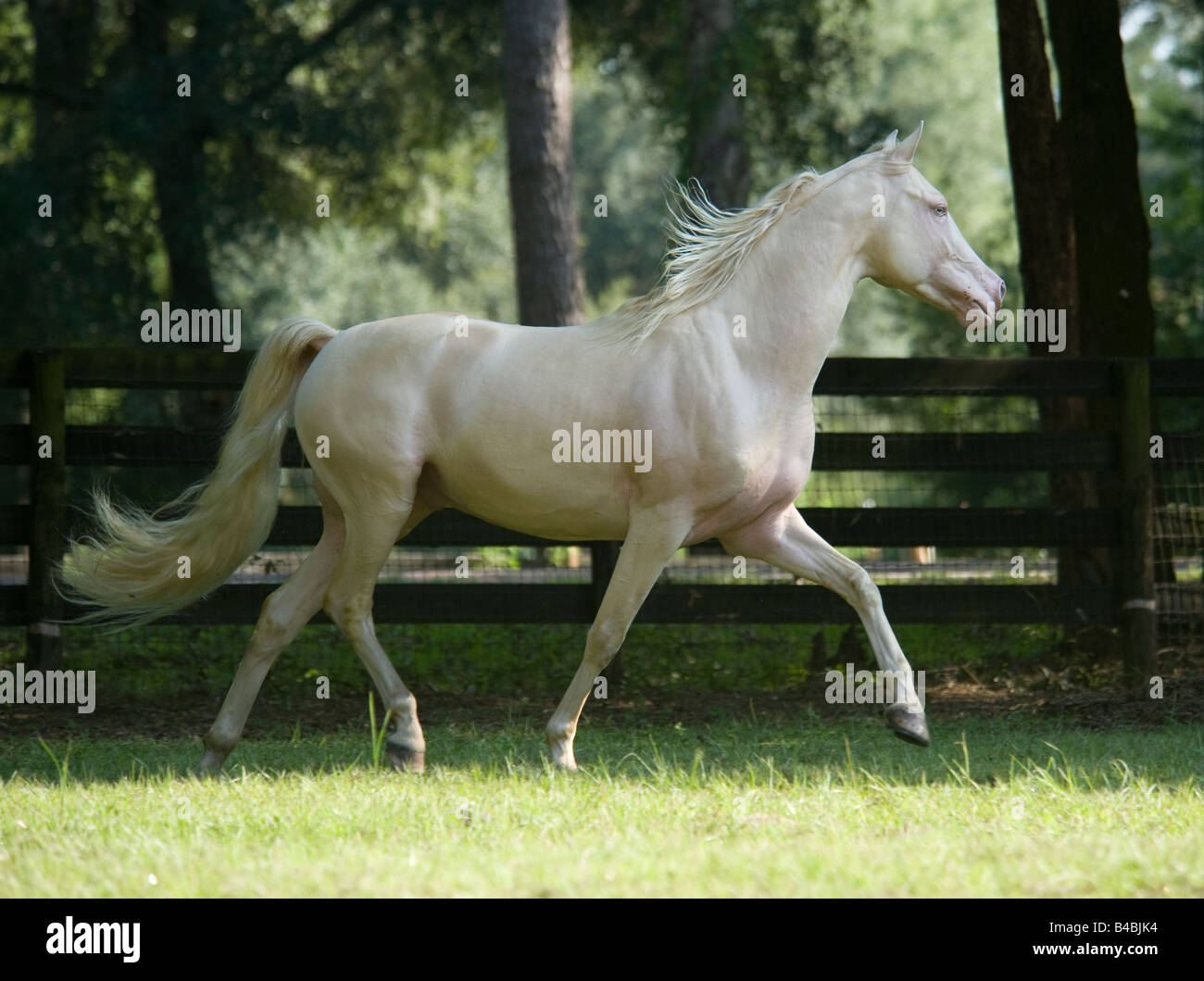 Palomino Horse stallion Stock Photo Alamy