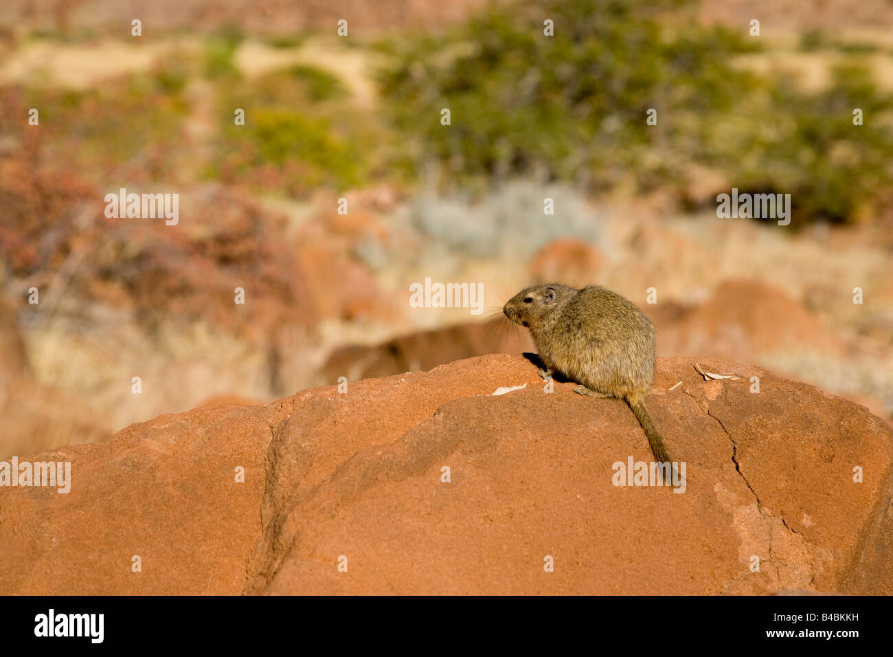 Dassie Rat Petromus typicus Twyfelfontein Namibia Stock Photo Alamy