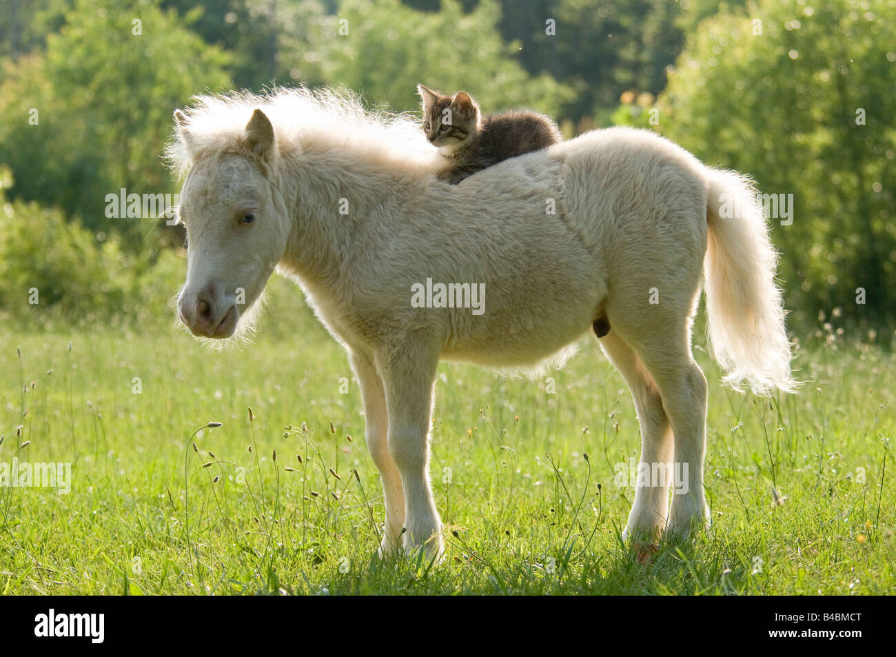 Miniature horse foal with kitten on back in field Stock Photo Alamy