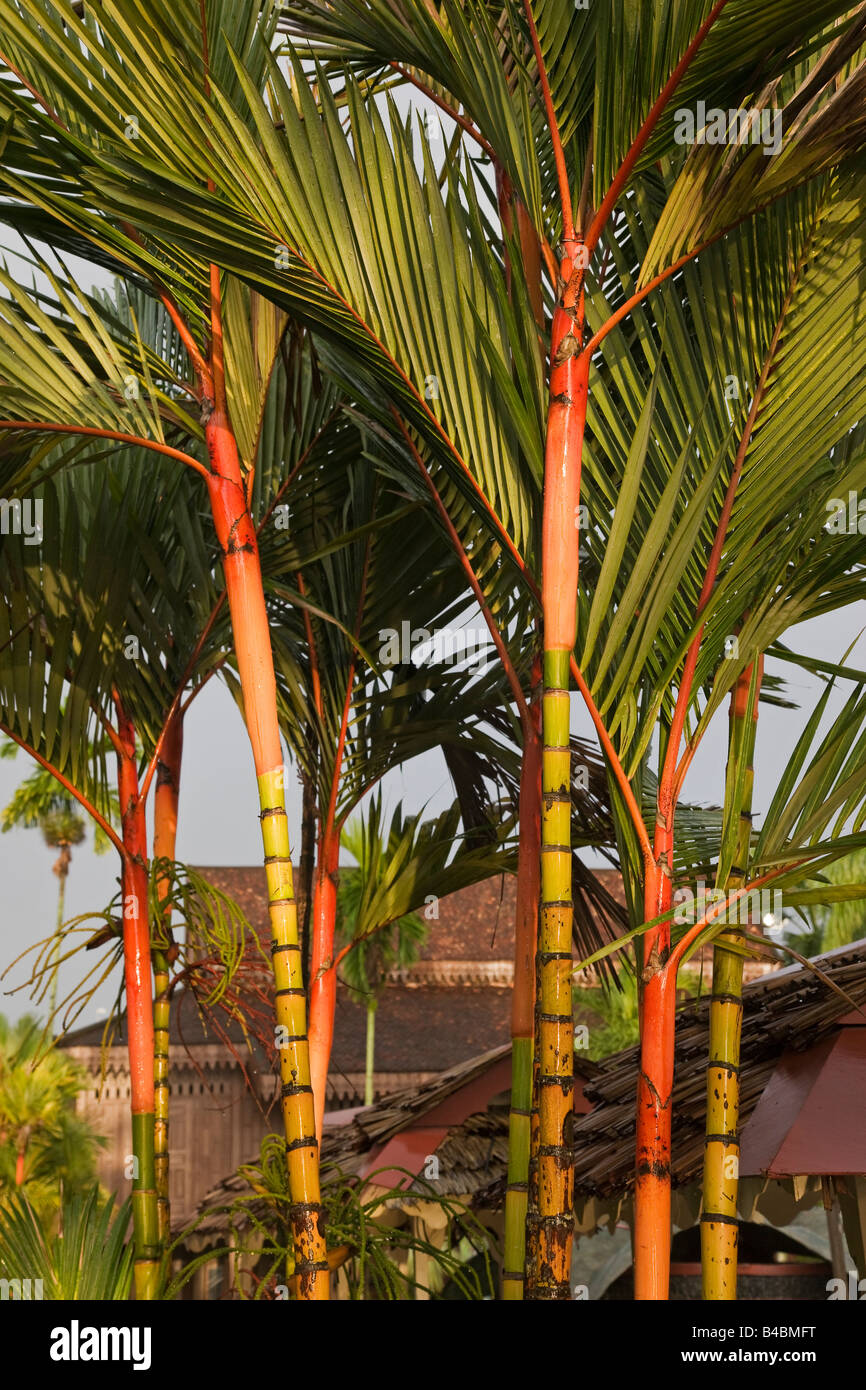 Asia, Malaysia, Kelantan State, Kota Bharu, detail of Bamboo plants