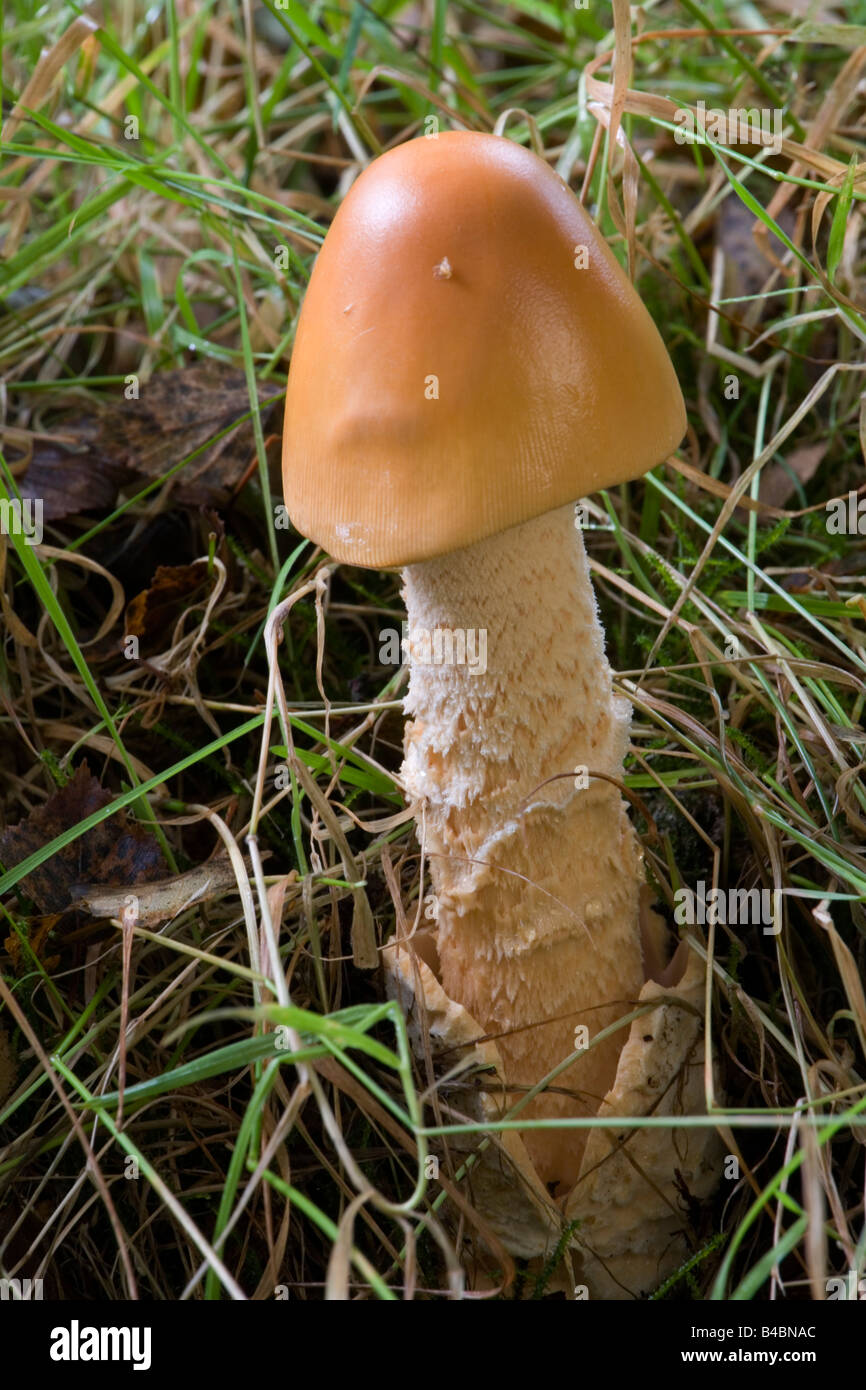 Woodland fungus Amanita fulva near Callander Scotland Stock Photo