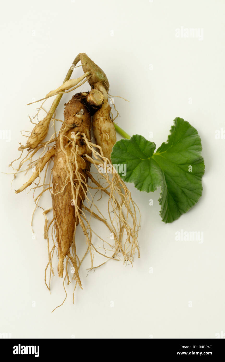 Umckaloabo (Pelargonium reniforme, Pelargonium sidoides), leave and roots, studio picture Stock Photo