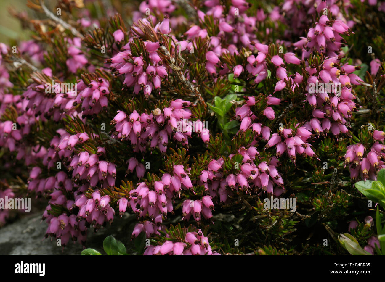 Winter Heath (Erica carnea, Erica herbacea) flowering Stock Photo