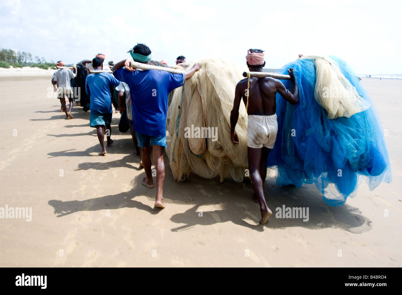 A group of fishermen carrying a huge fishing net to dry it after capturing fishes from the sea.Photograph taken at Talsari,India Stock Photo