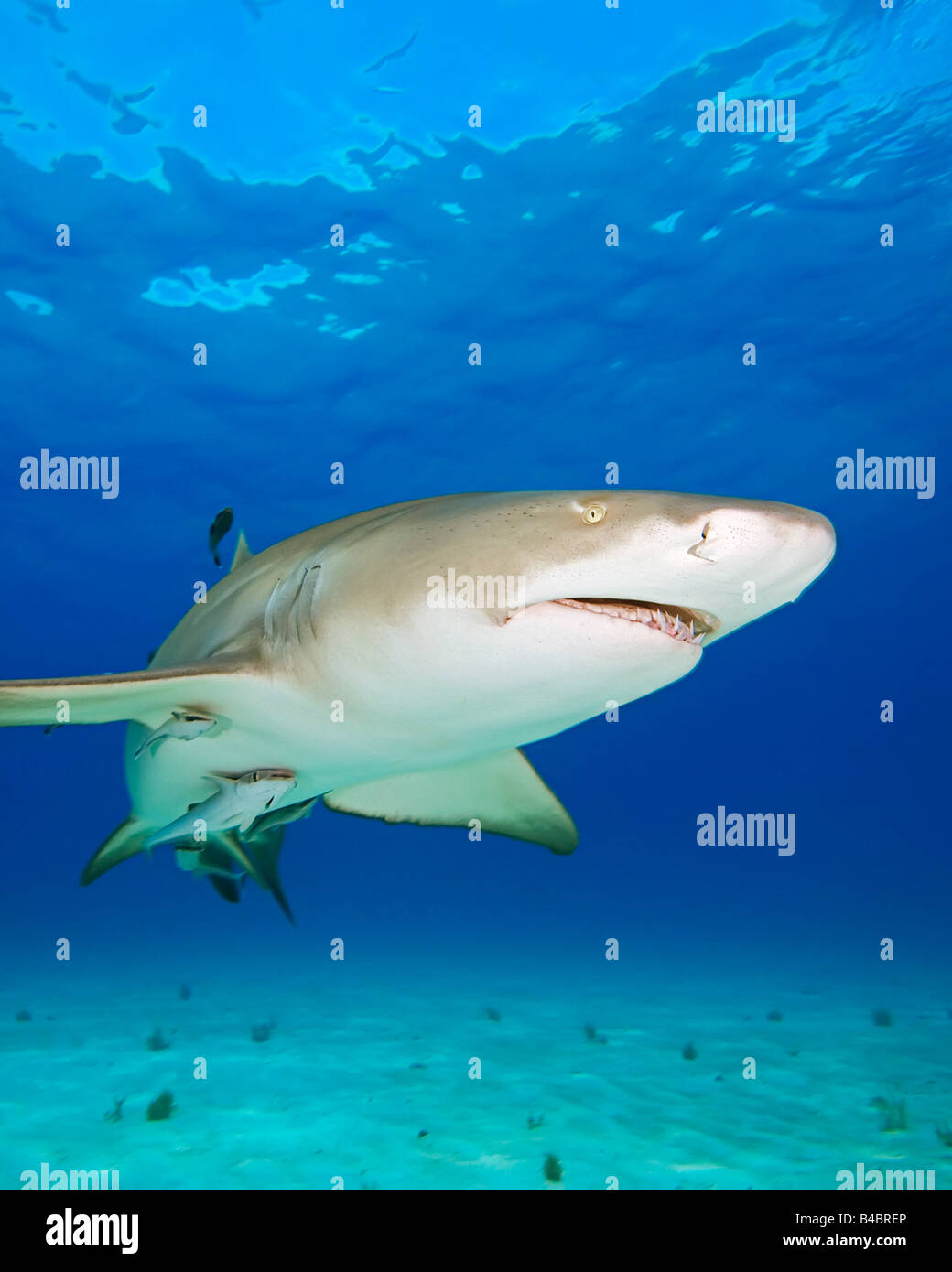 Lemon Shark Negaprion brevirostris with Sharksuckers Echeneis naucrates West End Grand Bahama Atlantic Ocean Stock Photo
