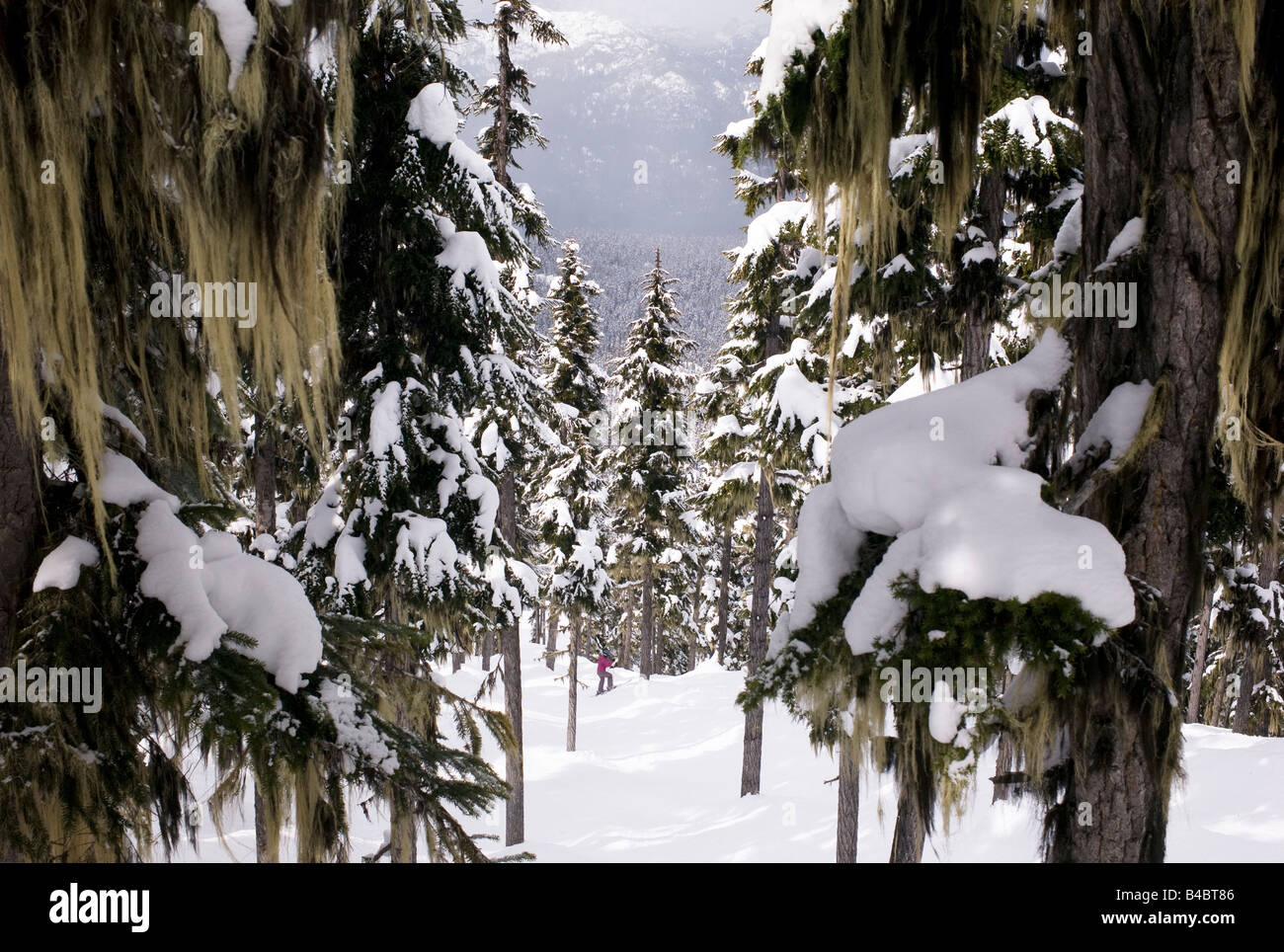 Hiking in the winter forest hi-res stock photography and images - Alamy