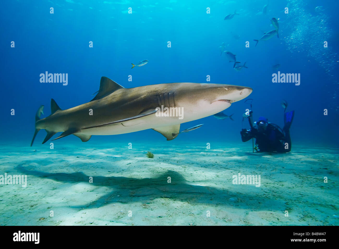 Lemon Shark Negaprion brevirostris and scuba diver West End Grand