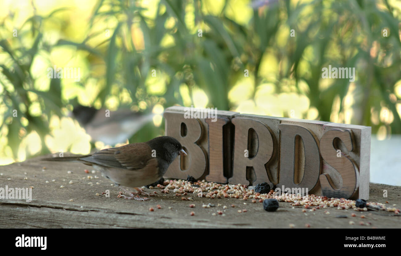 two dark-eyed Oregon juncos eating seed by the word 'birds' Stock Photo