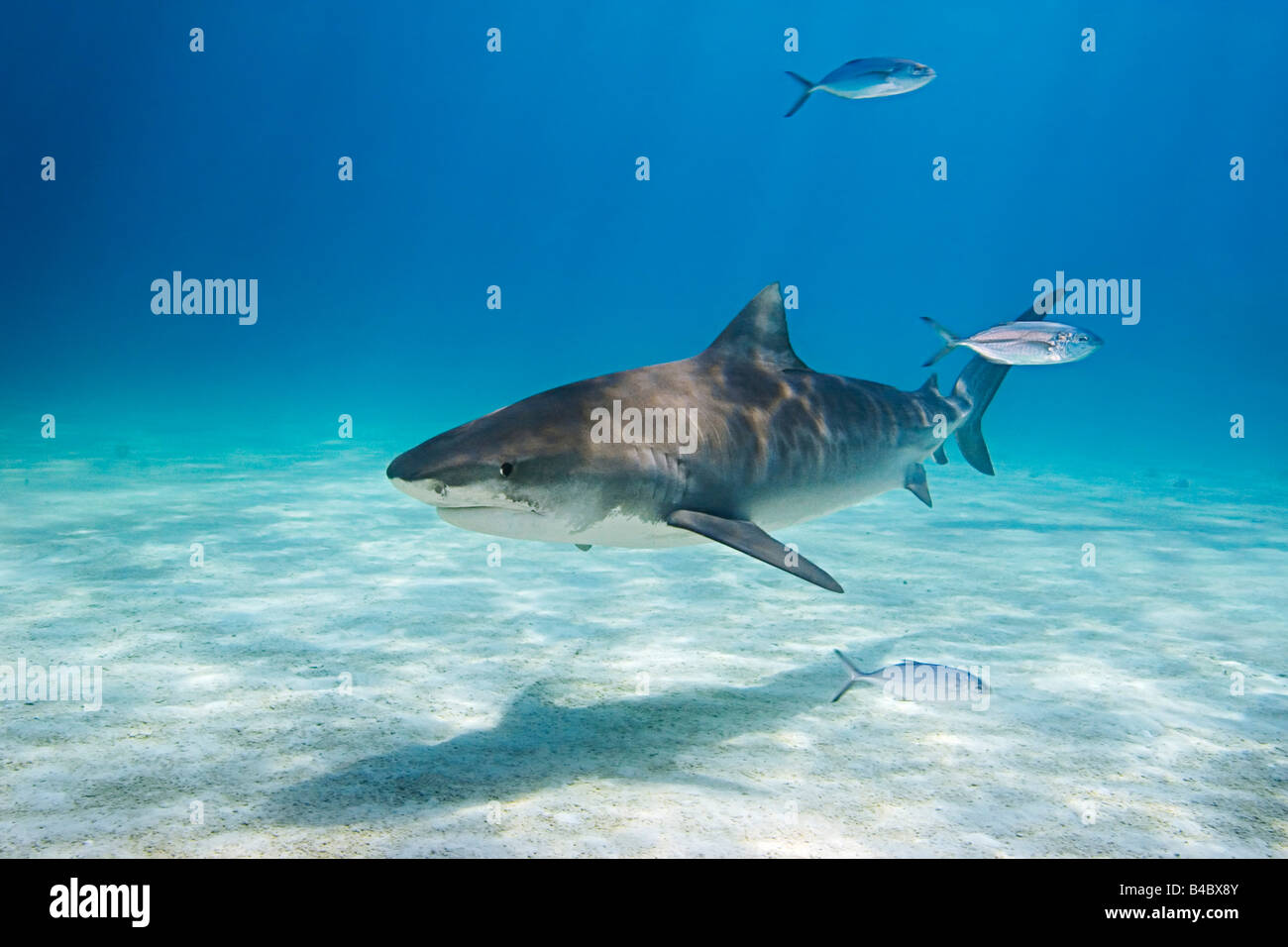 Tiger Shark Galeocerdo cuvier and Blue Runner Jacks Caranx crysos West End Grand Bahama Atlantic Ocean Stock Photo