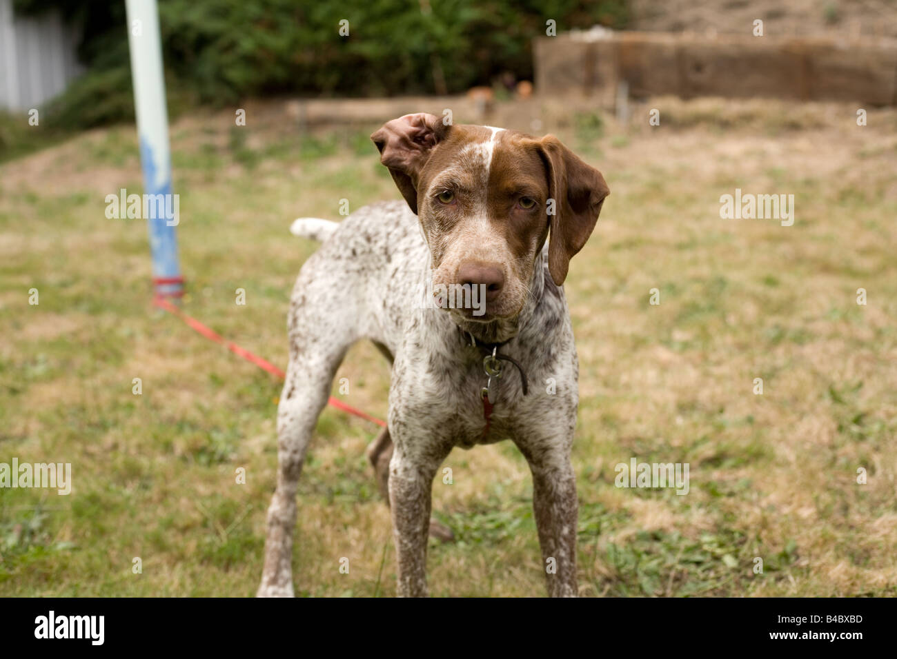 young French pointer looking angry Stock Photo
