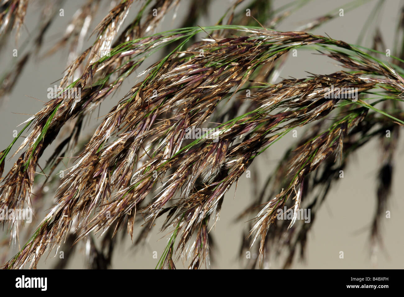 Plant grass weed ear detail dry hanging seed Stock Photo Alamy