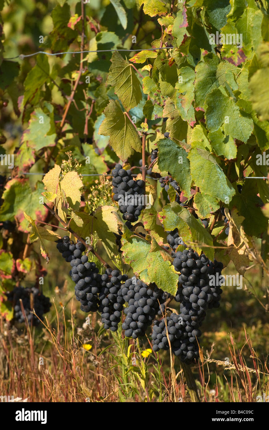 Grape vines / Pinot Noir, sud-Touraine, France. Stock Photo