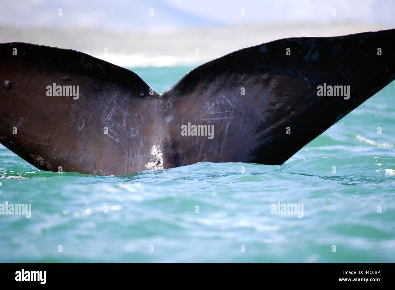 Southern Right Whale Stock Photo - Alamy