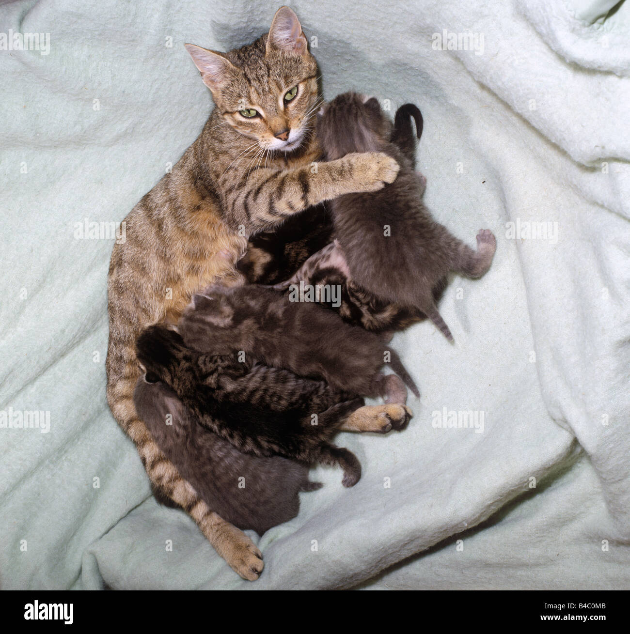 CAT, tabby cat with her seven kittens, eight days old Stock Photo Alamy