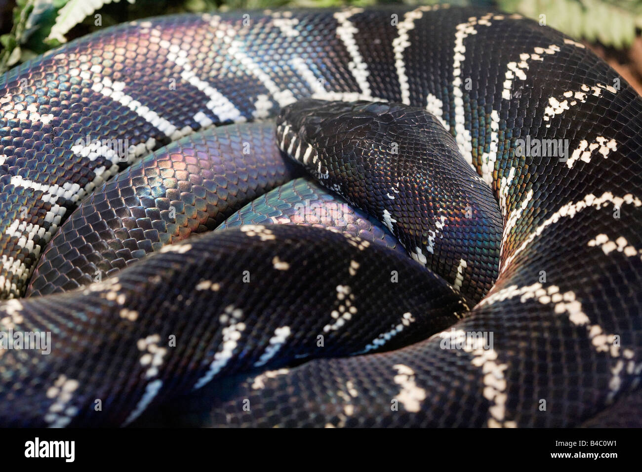 Boelen's Python (Morelia boeleni) Stock Photo