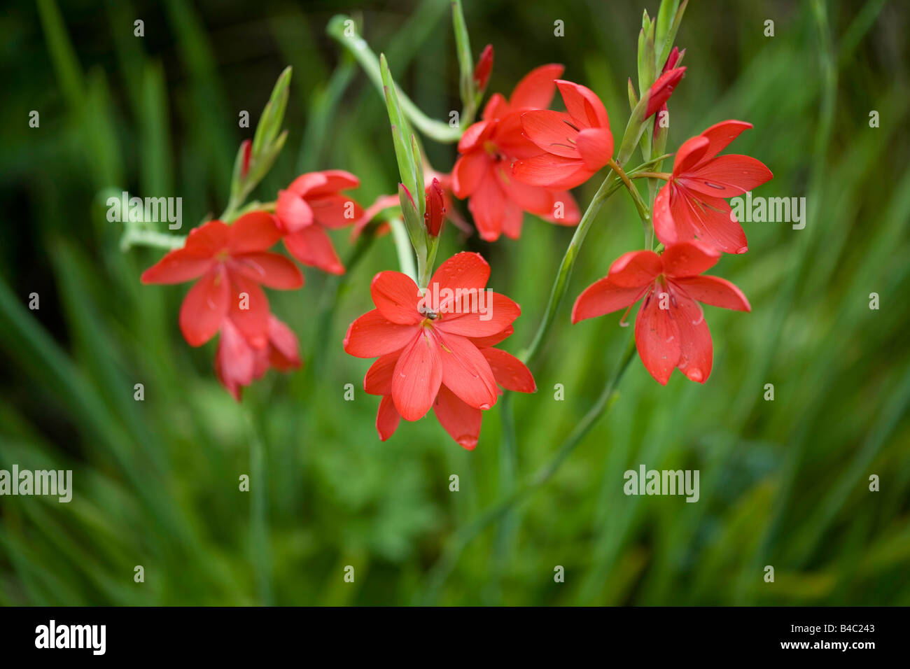 Red Schizostylis, Kaffir lily Stock Photo
