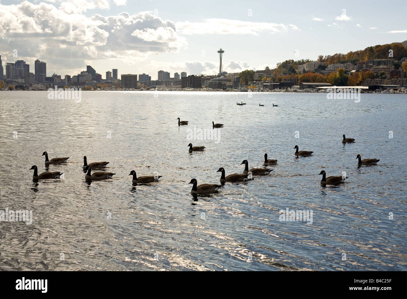 Birds swimming in lake Union with Seattle cityscape and space needle in background Stock Photo
