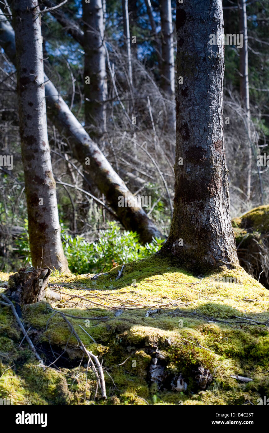 Conifer forest floor hi-res stock photography and images - Alamy