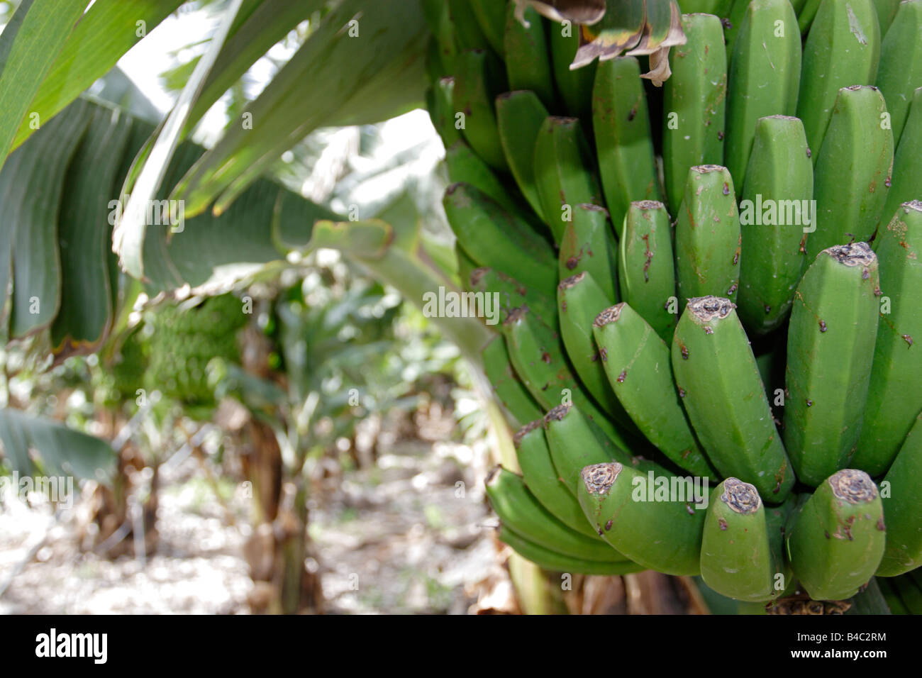 Bananas on La Gomera Stock Photo