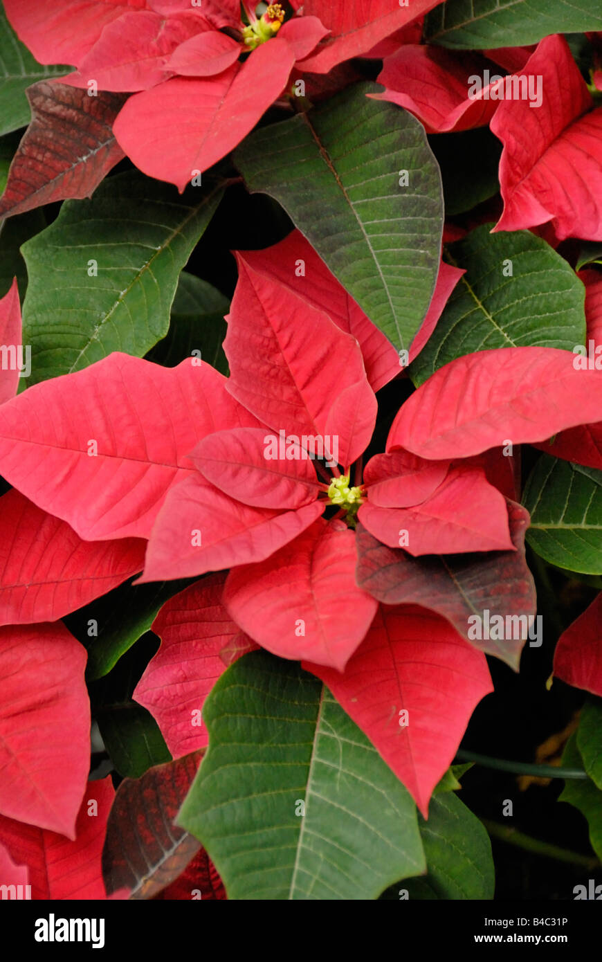 Cortez Burgundy Poinsettias Stock Photo - Alamy