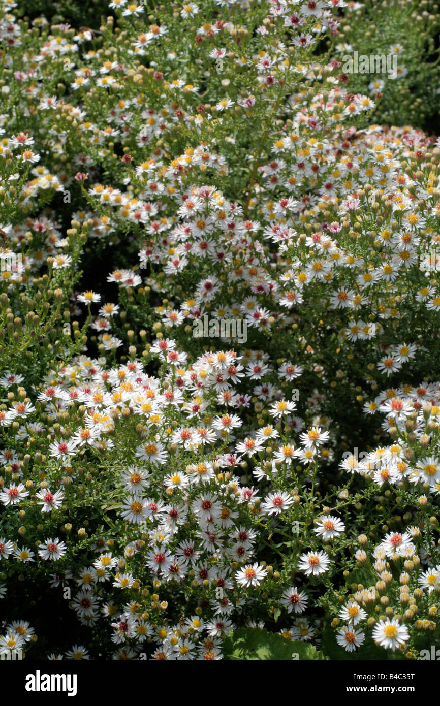 ASTER ERICOIDES WHITE HEATHER Stock Photo