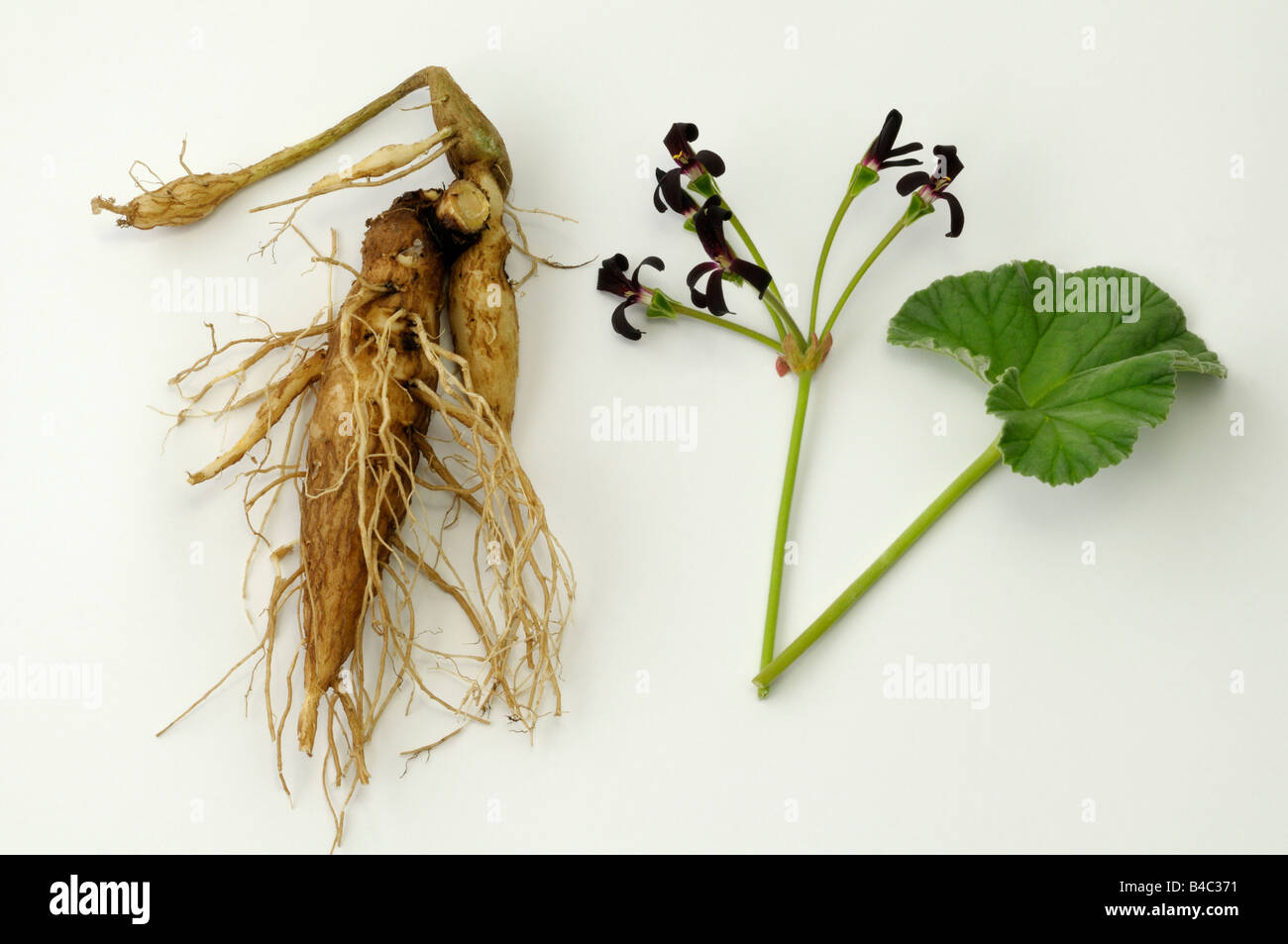 Umckaloabo (Pelargonium reniforme, Pelargonium sidoides), flowering plant and roots, studio picture Stock Photo