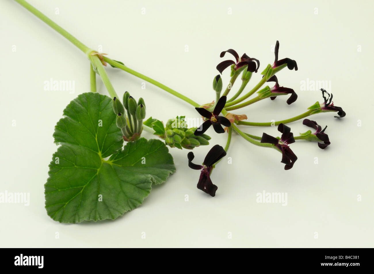 Umckaloabo (Pelargonium reniforme, Pelargonium sidoides), stem with flowers and leaves, studio picture Stock Photo