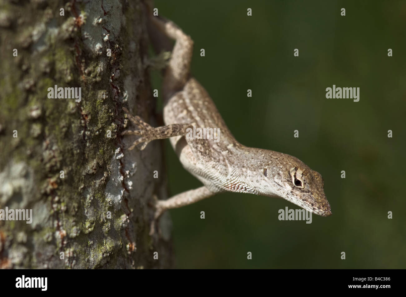 brown Anole lizard Anolis sagrei hanging onto tree looking for food