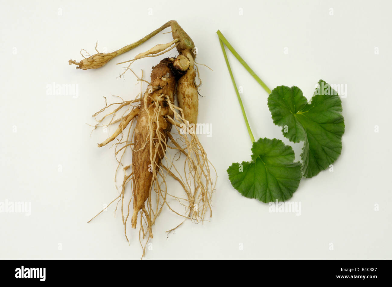 Umckaloabo (Pelargonium reniforme, Pelargonium sidoides), leave and roots, studio picture Stock Photo