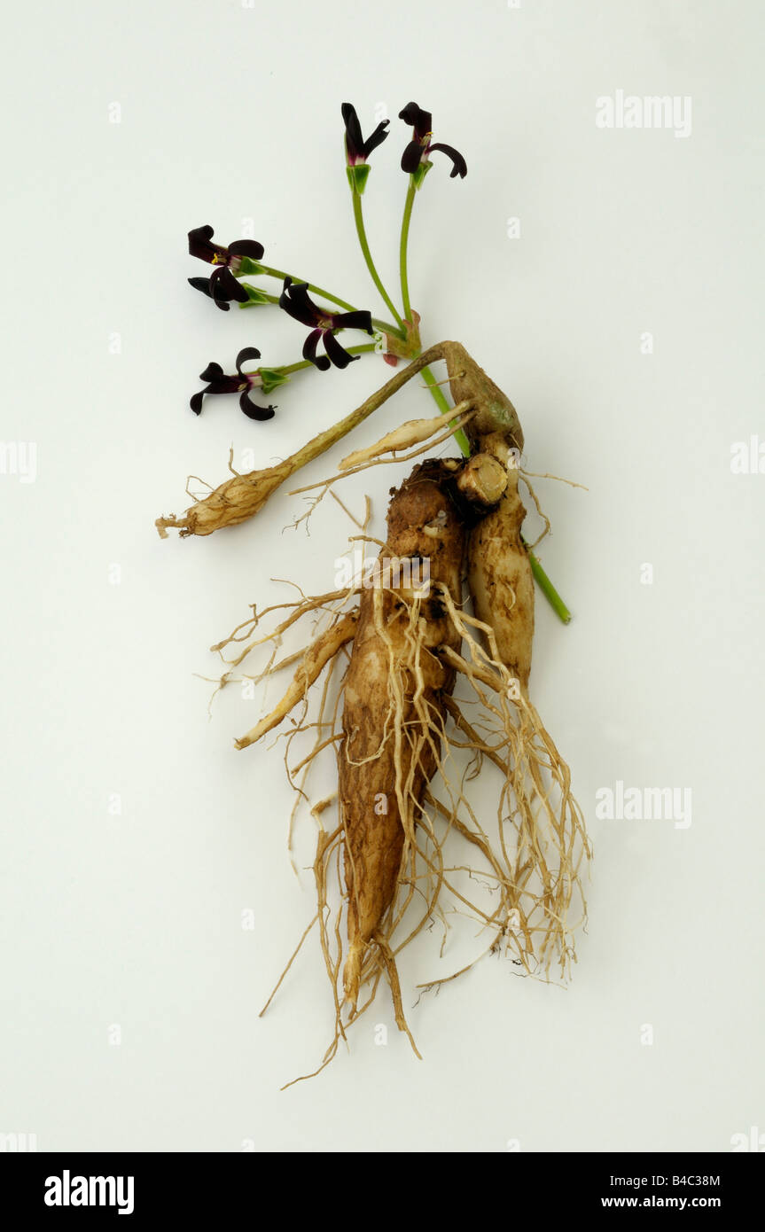 Umckaloabo (Pelargonium reniforme, Pelargonium sidoides), flowers and roots, studio picture Stock Photo