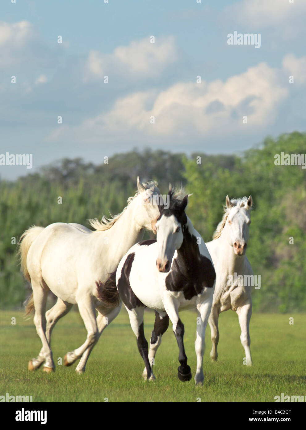 American paint horse action hires stock photography and images Alamy