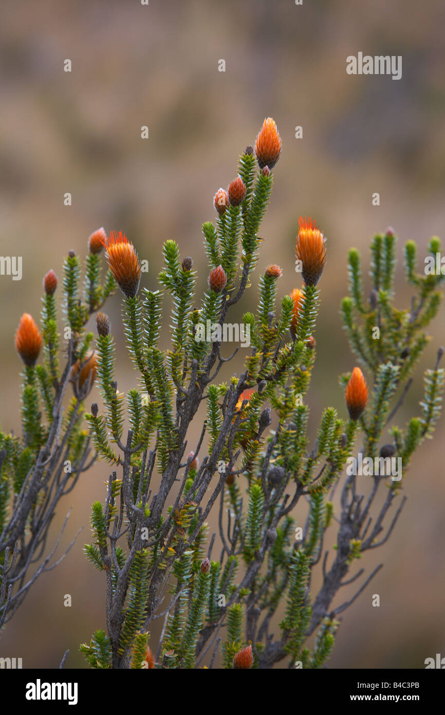 Wild flowers on bush, Mt. Cotopaxi, Ecuador Stock Photo - Alamy