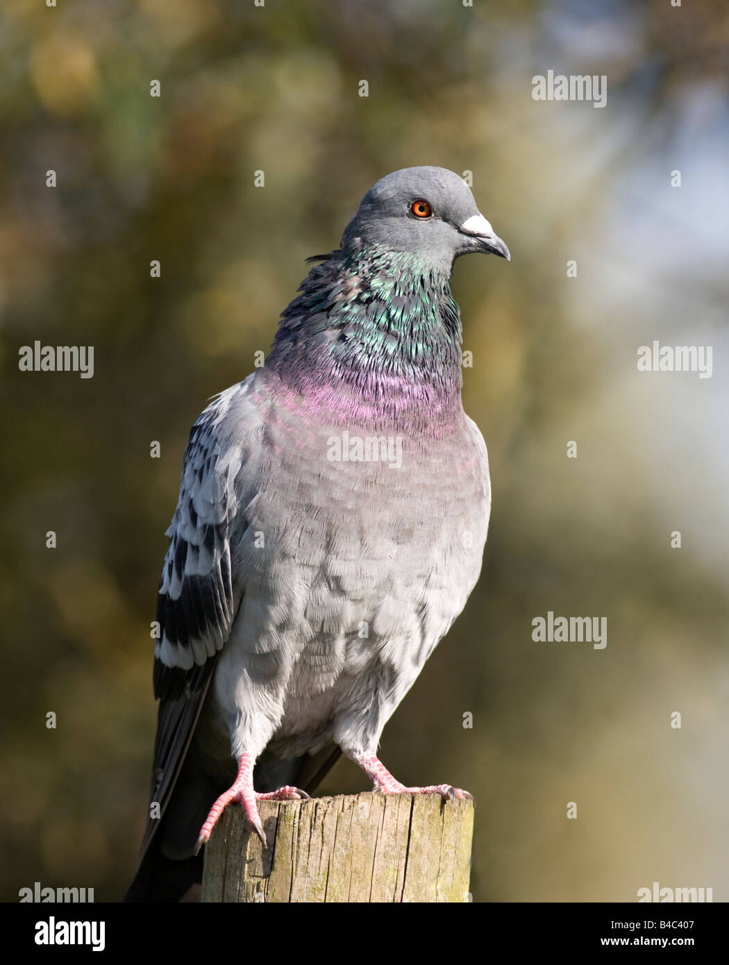 Feral Pigeon Stock Photo Alamy