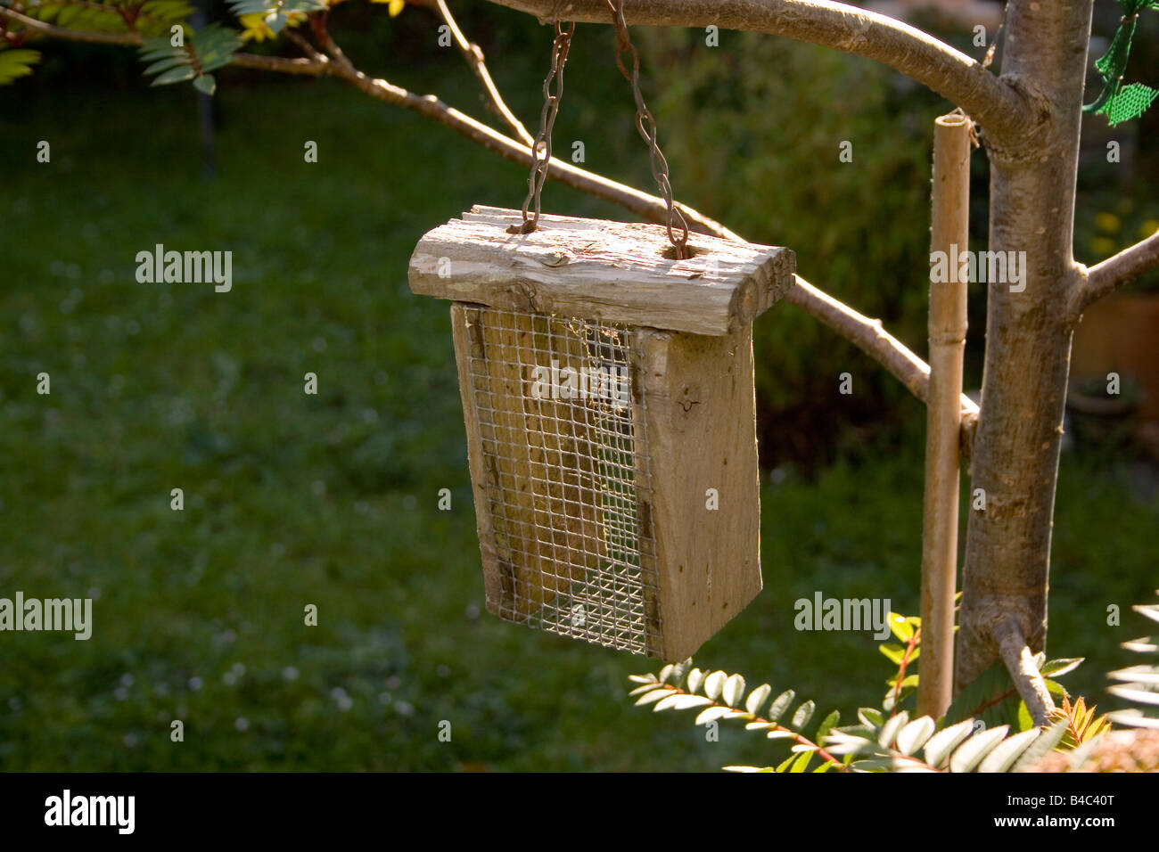Empty Bird Feeder Hanging From Rowan Tree In Garden Stock Photo