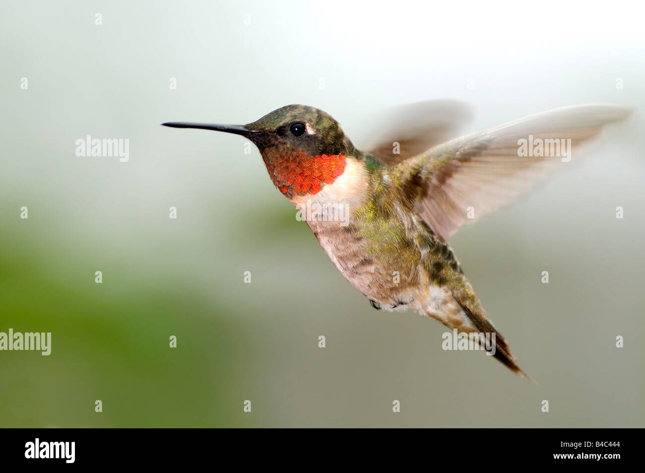 A male Ruby throated Hummingbird, Archilochus colubris, hovers and dispays his red gorget. Oklahoma, USA. Stock Photo