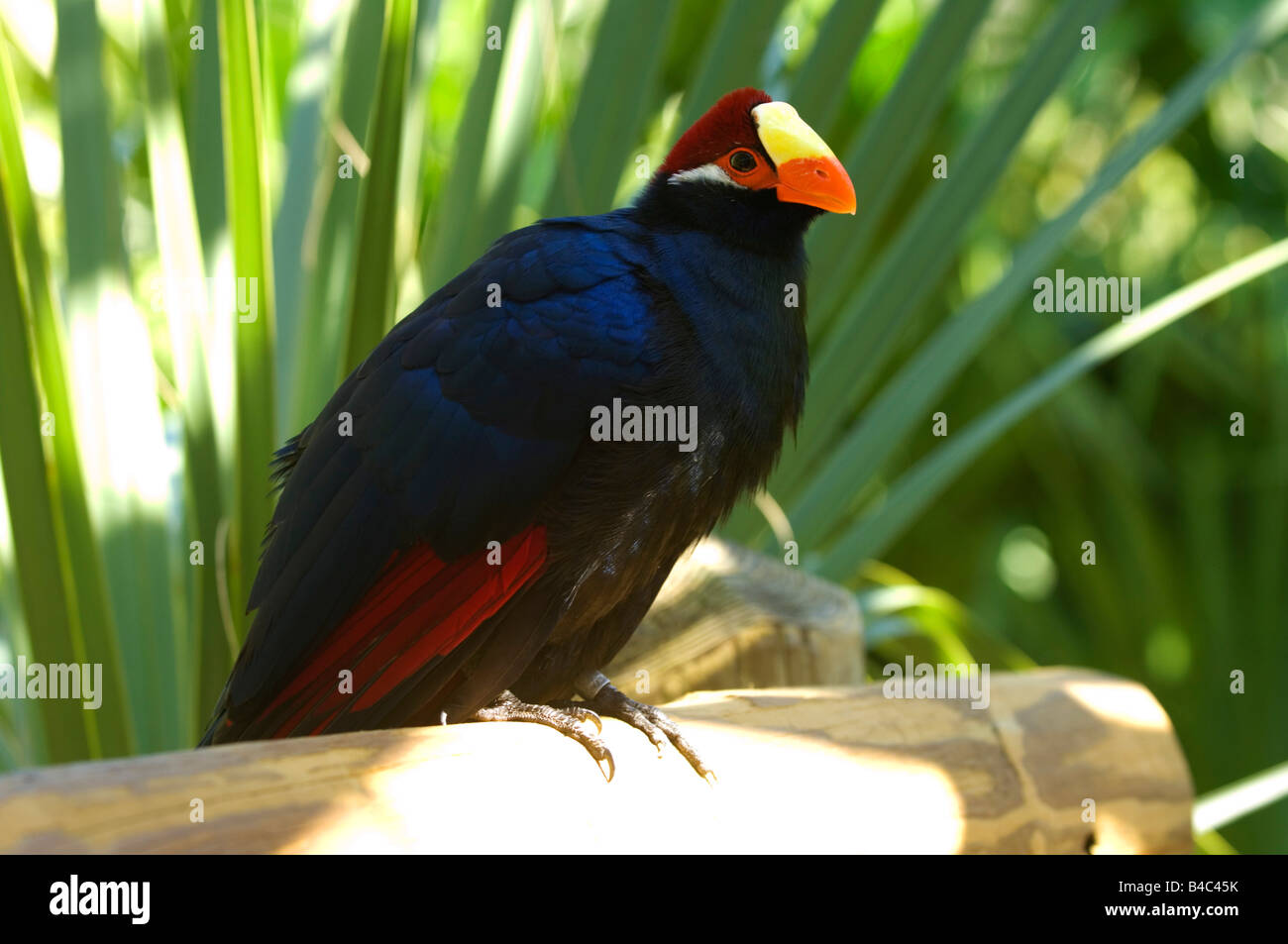 Violaceous Turaco perched bird Stock Photo