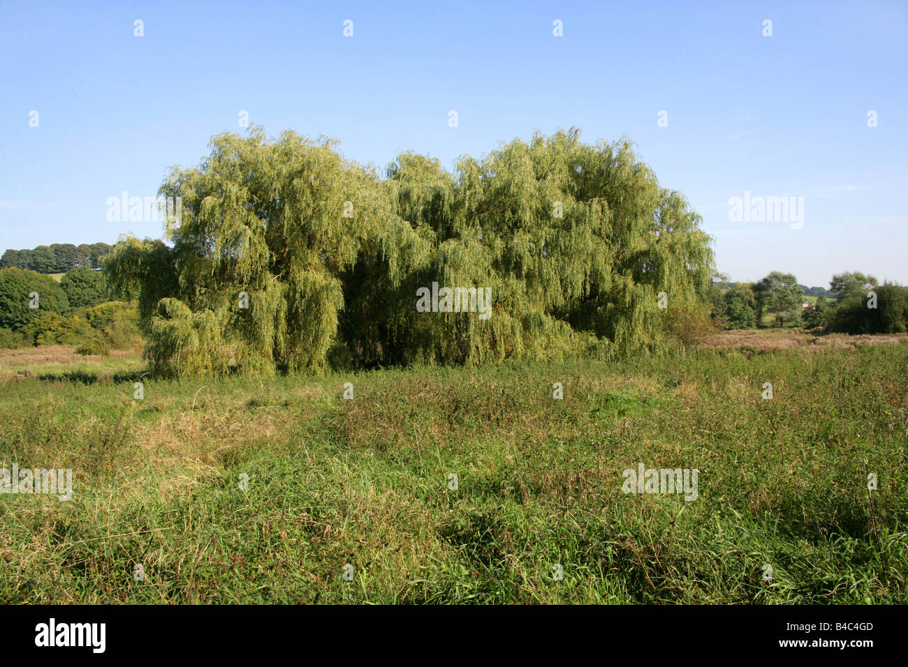 Weeping Willow Trees, Salix babylonica, Chess Valley Hertfordshire UK Stock Photo