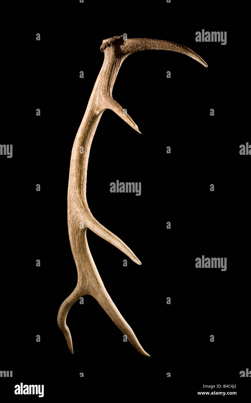Elk Horn Stock Photos & Elk Horn Stock Images Alamy