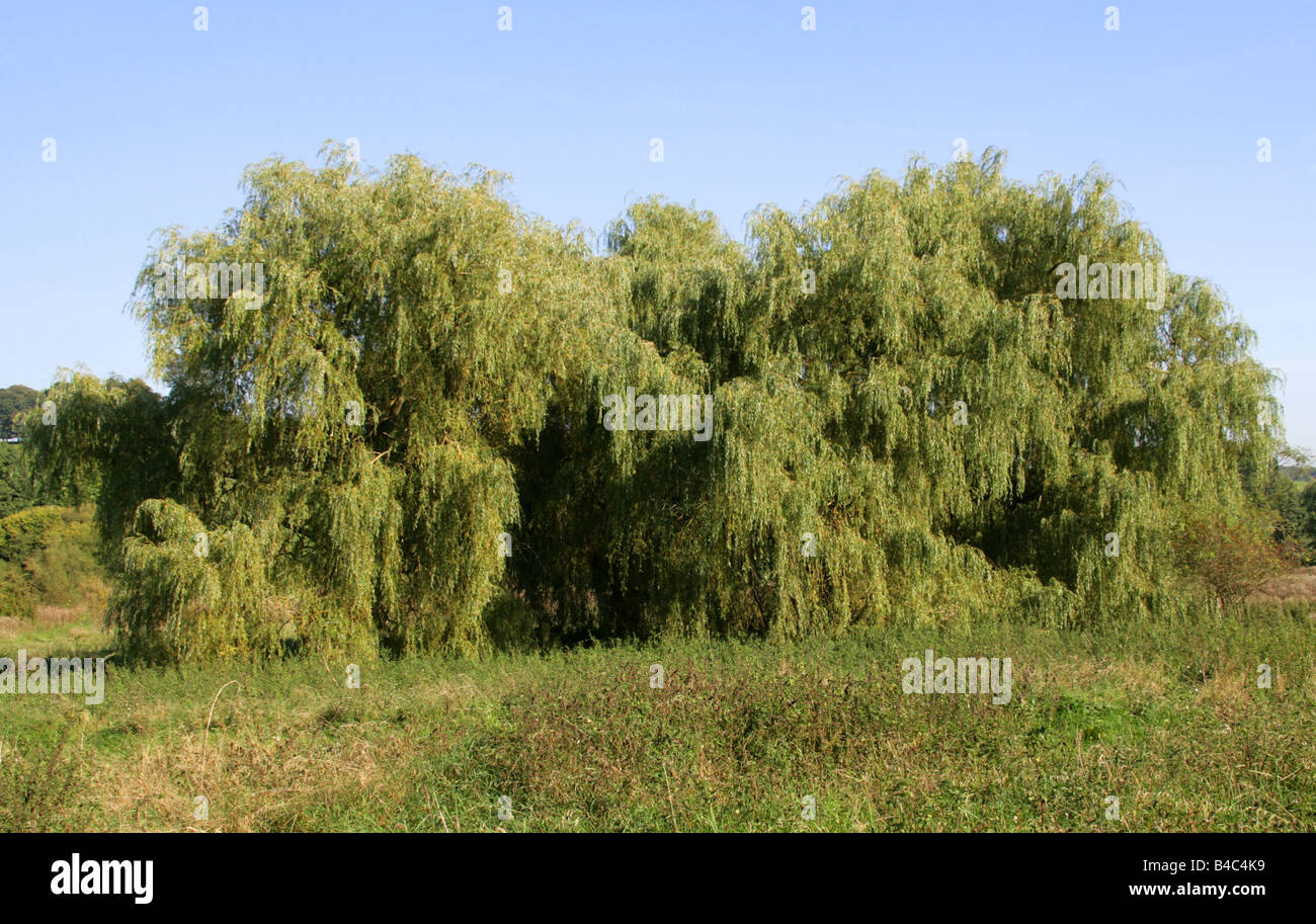 Weeping Willow Trees, Salix babylonica, Chess Valley, Hertfordshire, UK Stock Photo