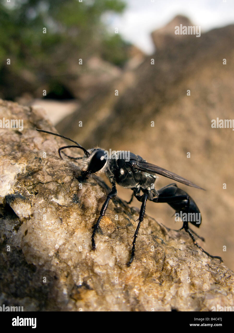 Black hires stock photography and images Alamy