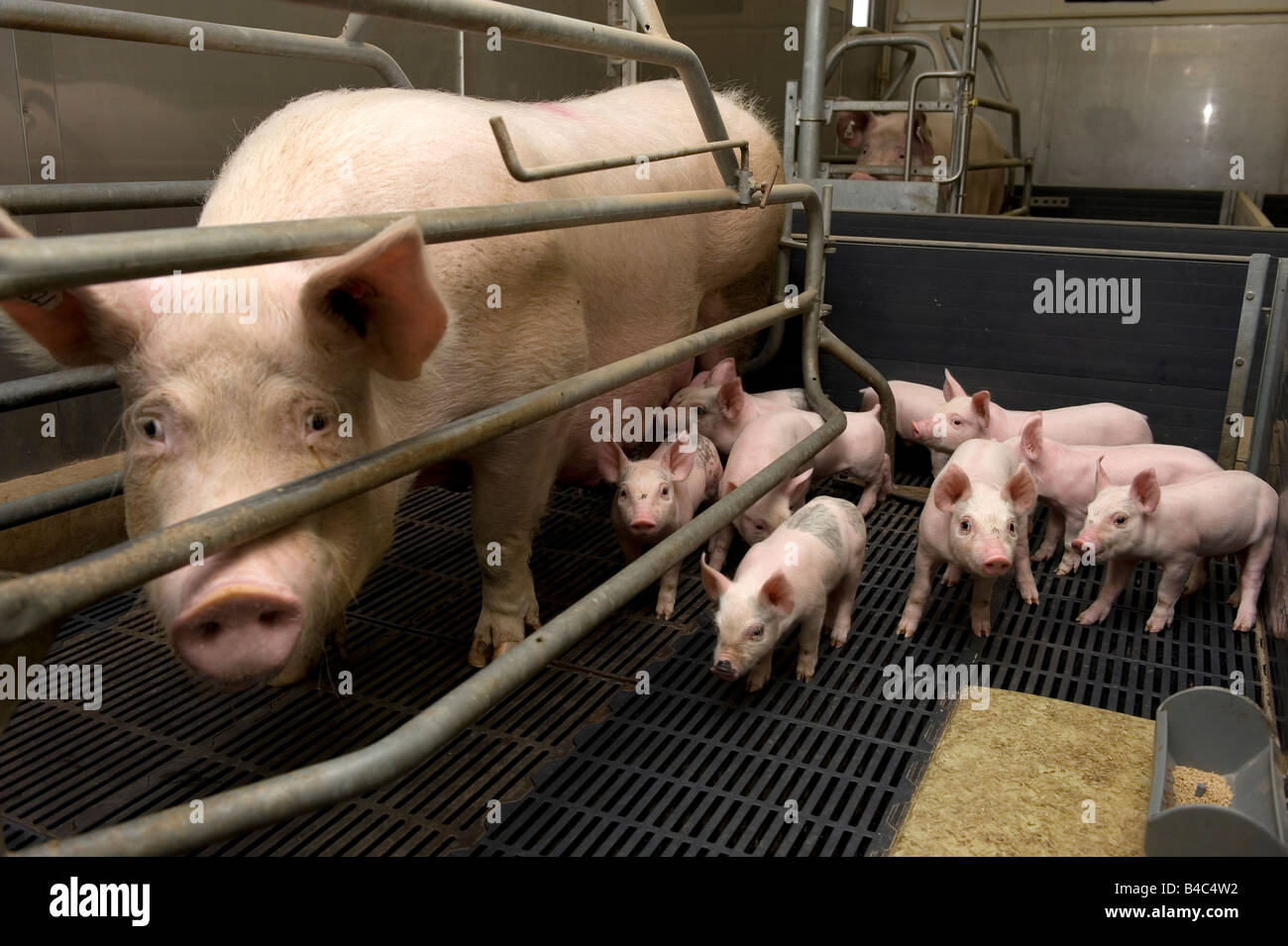 A Pig and piglets in a pen on a UK pig farm Stock Photo