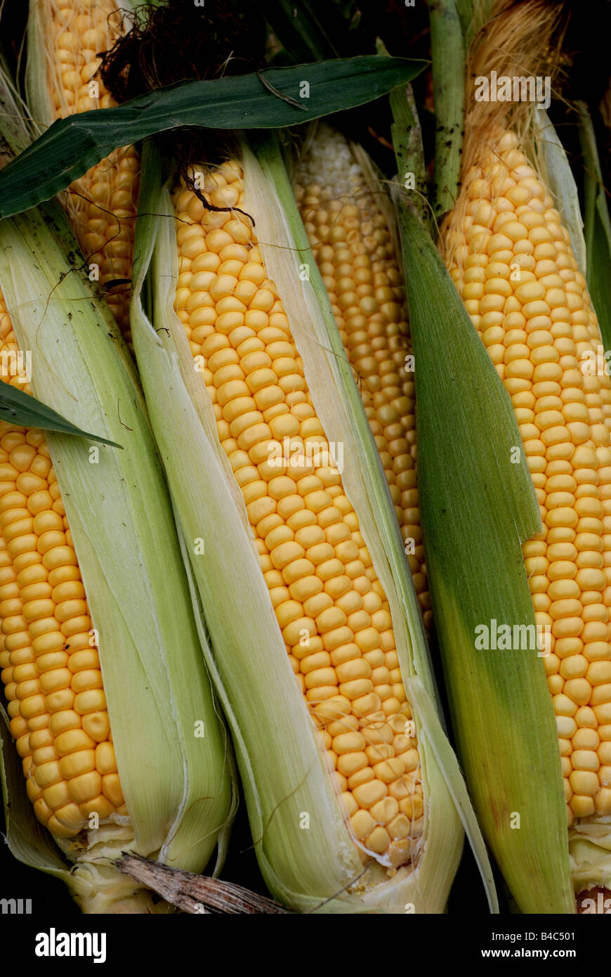 Sweet corn on sale on market stall UK Stock Photo