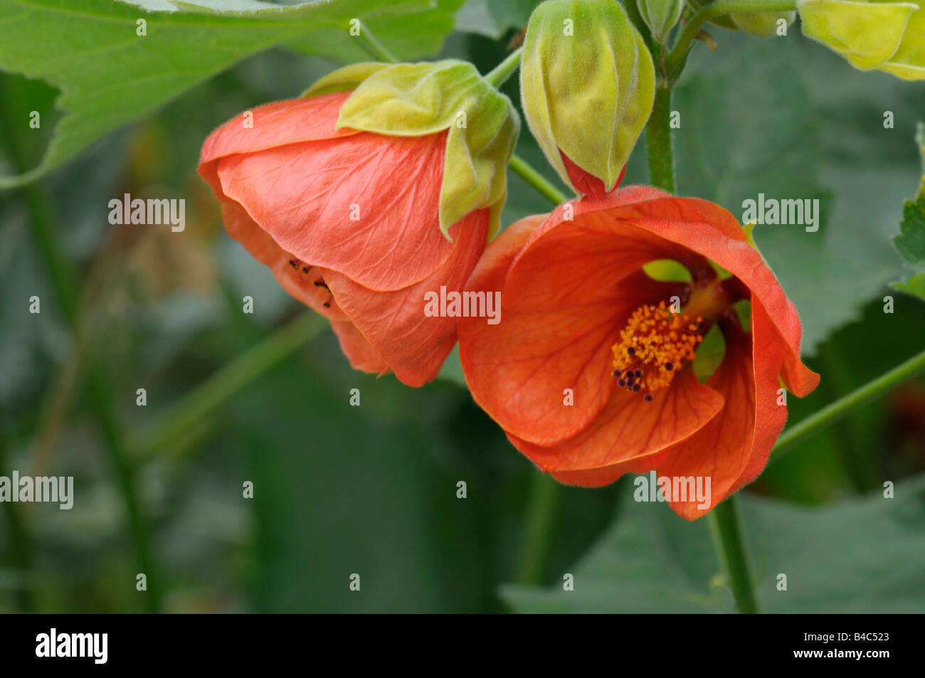 Flowering Maple,Indian Mallow. Abutilon Chinese Bell Flower, Chinese Lantern Mallow (Abutilon sp) flowers Stock Photo