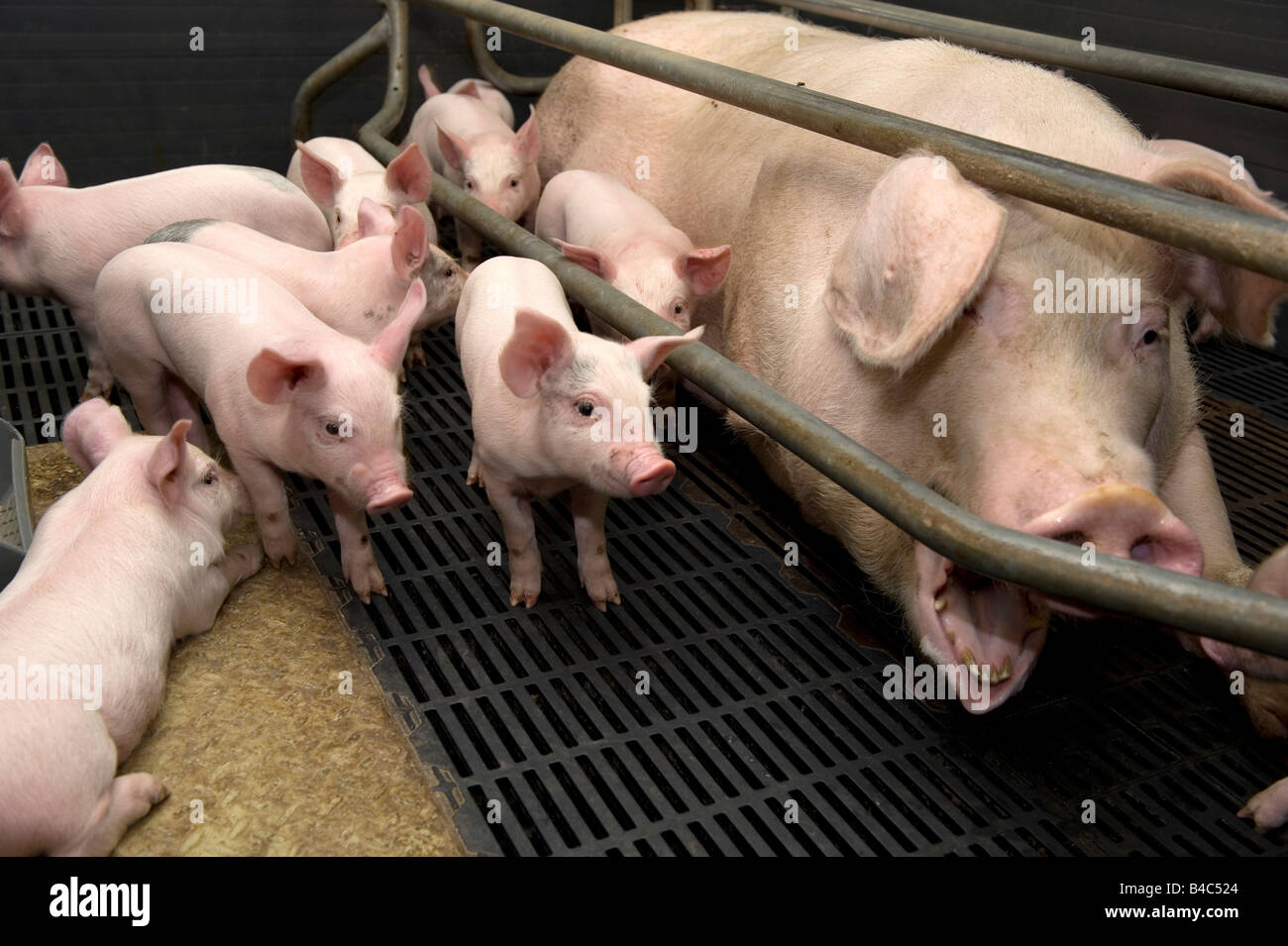A pig and piglets in a pen on a UK pig farm Stock Photo