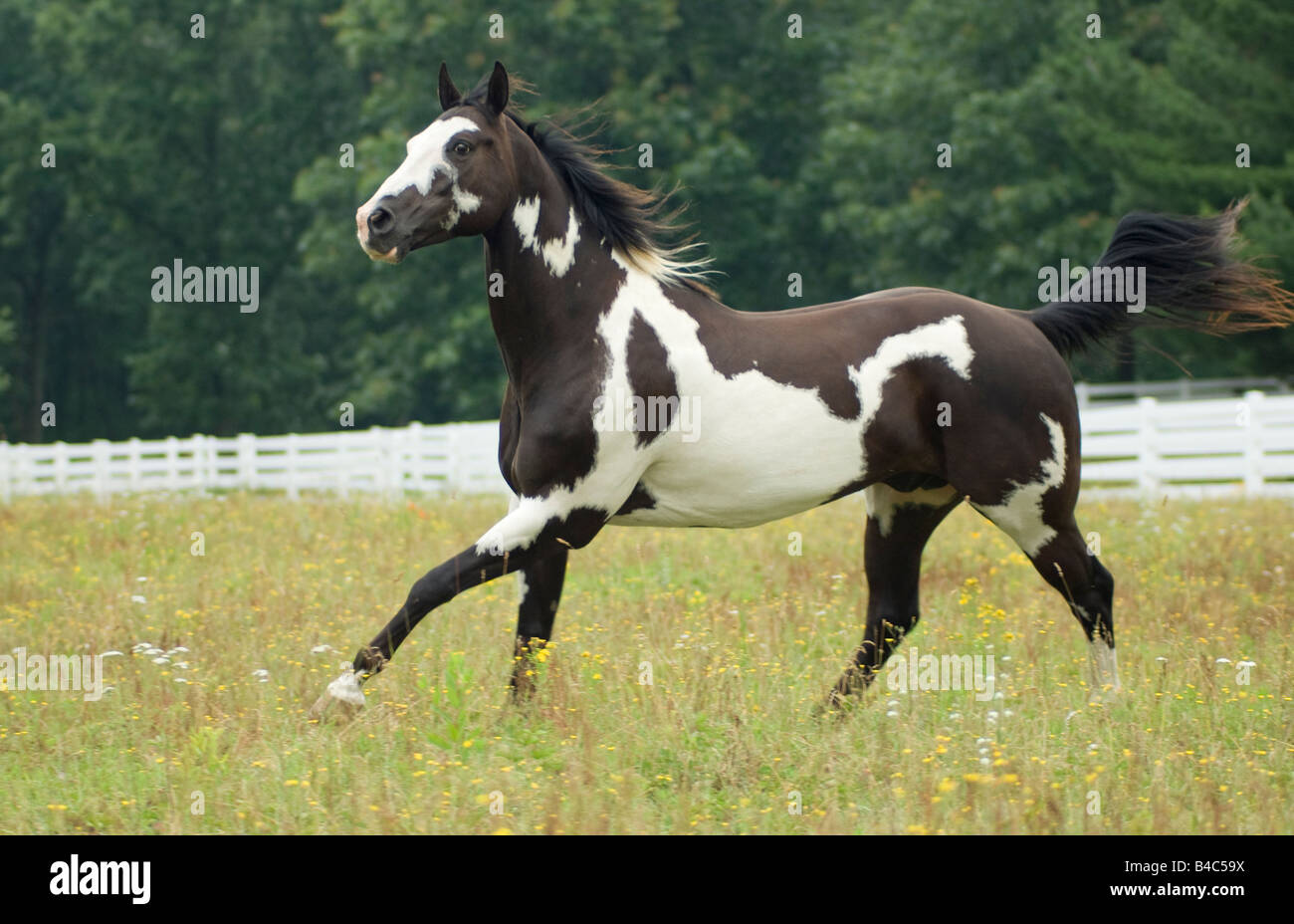 American Paint Quarter Horse gelding in wild flowers Stock Photo - Alamy