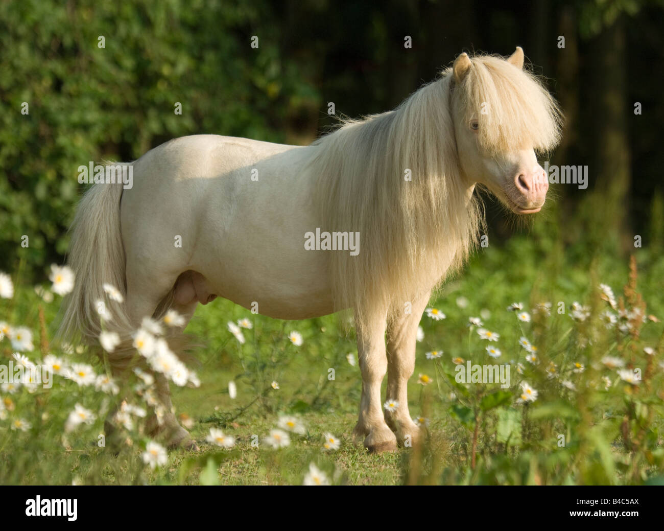 Miniature Horse stallion in field of wildflowers Stock Photo - Alamy
