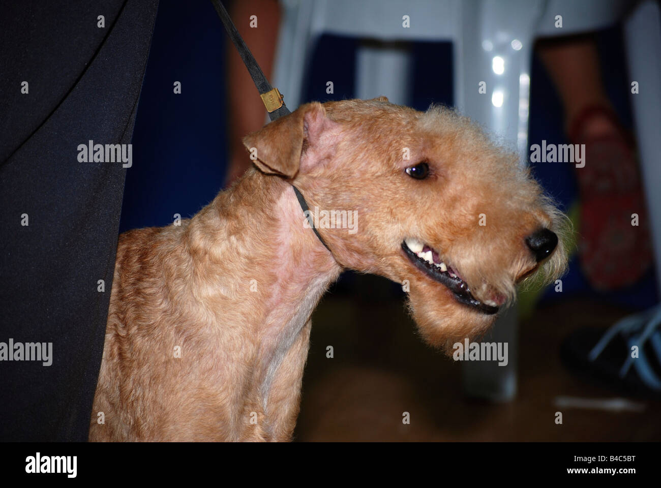 Lakeland terrier hi-res stock photography and images - Alamy
