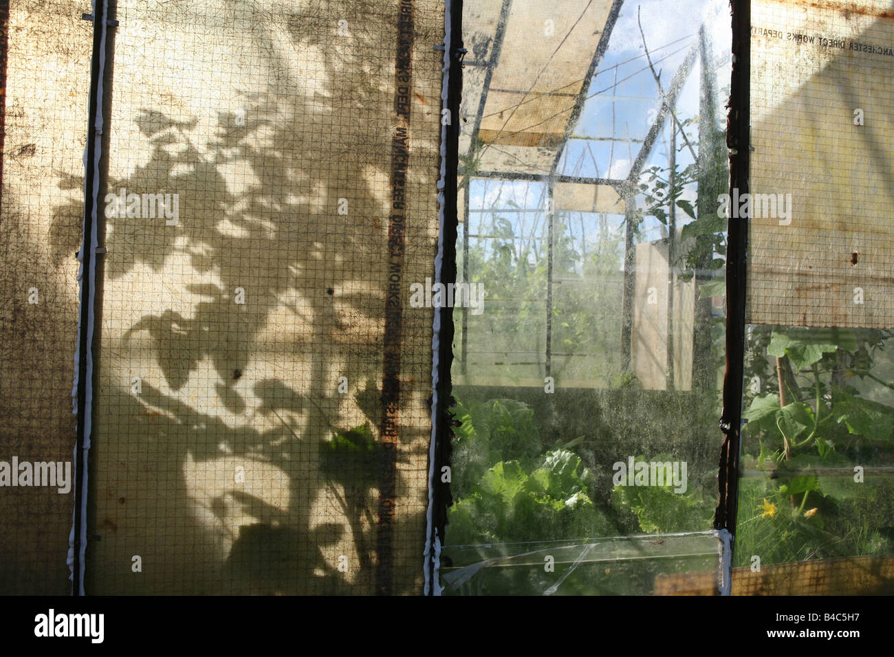 A greenhouse on an allotment with shadows of the plants within cast